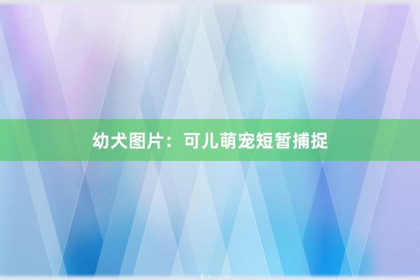 幼犬图片：可儿萌宠短暂捕捉